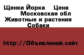 Щенки Йорка  › Цена ­ 6 000 - Московская обл. Животные и растения » Собаки   